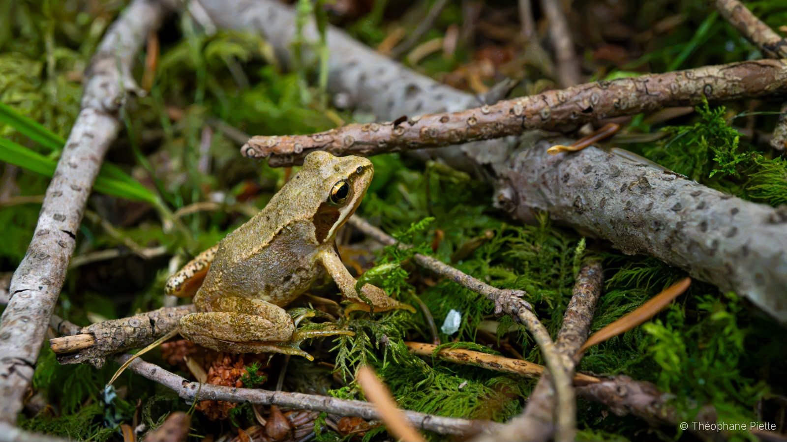 Grenouille rousse