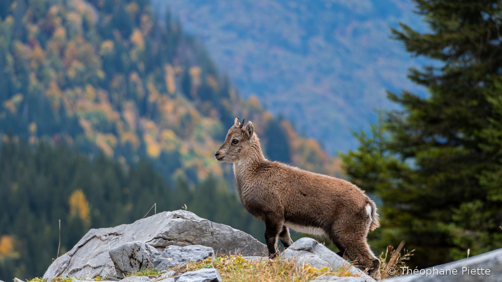 Jeune bouquetin des Alpes