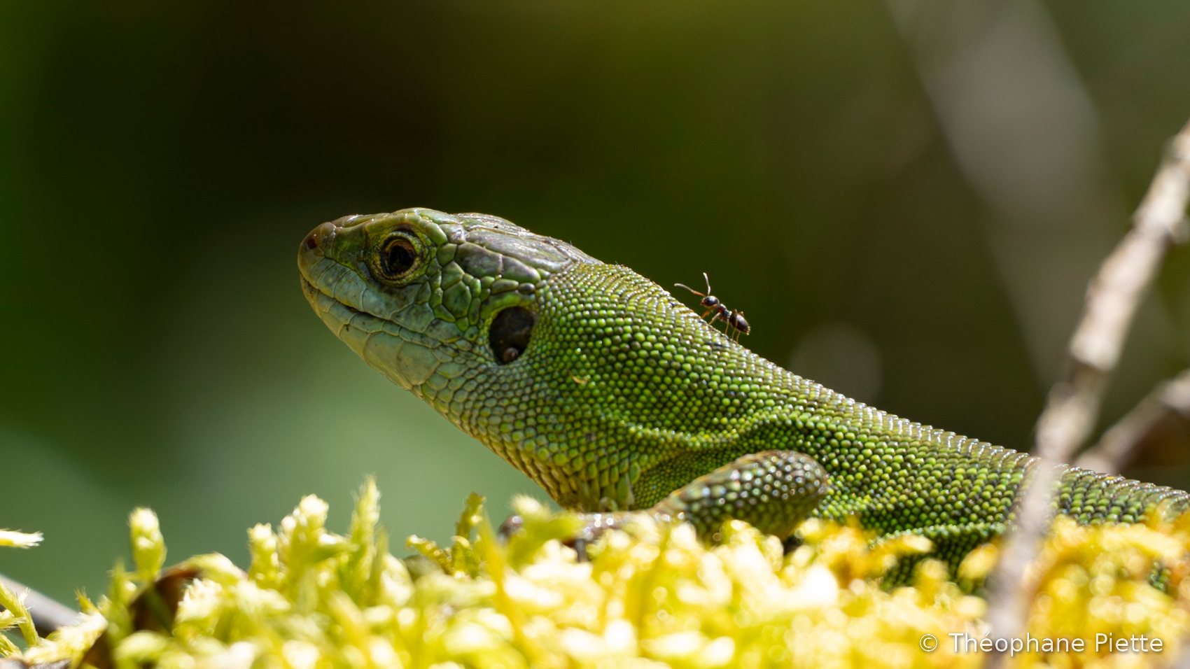 Lézard vert