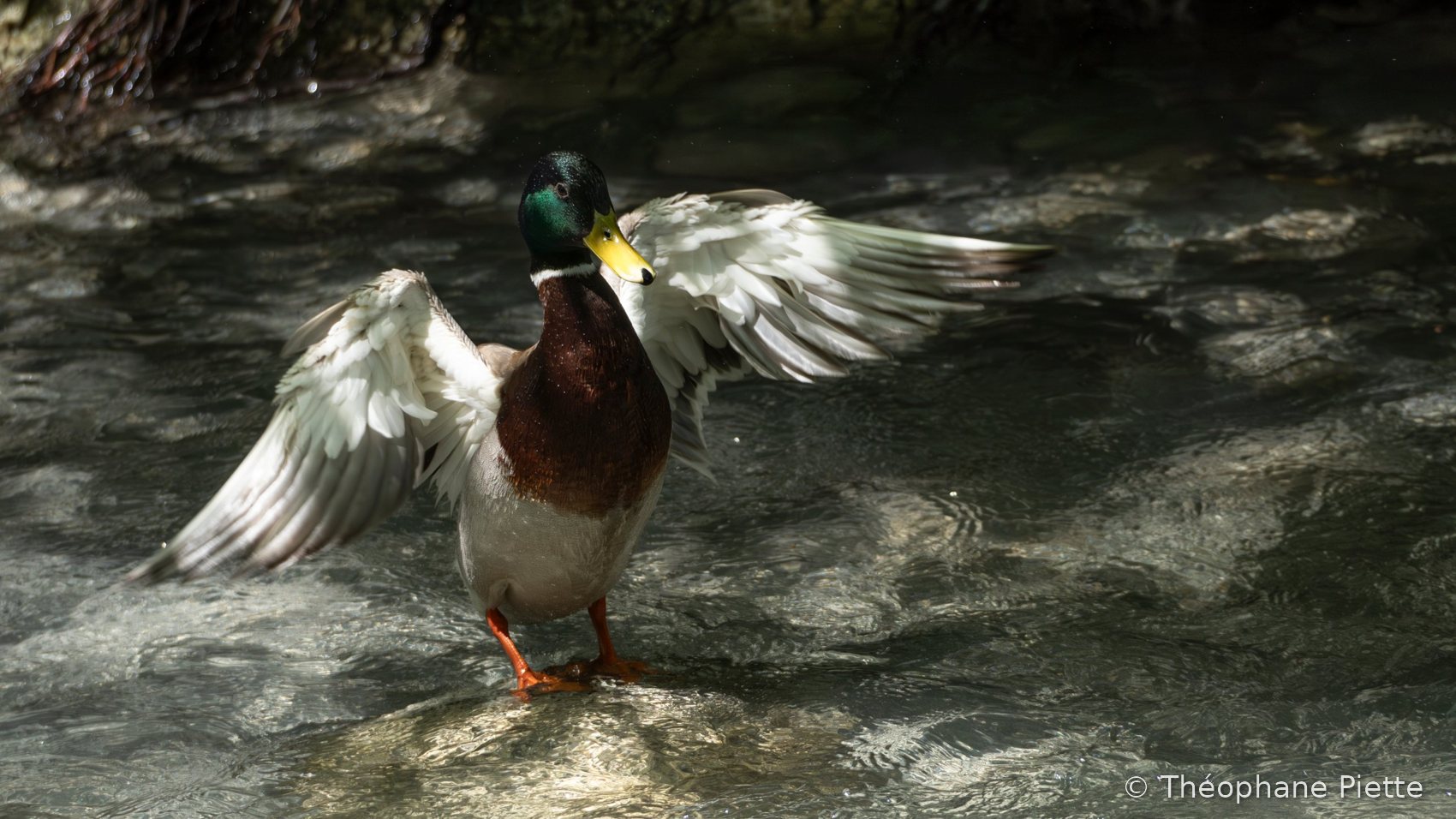 Canard colvert