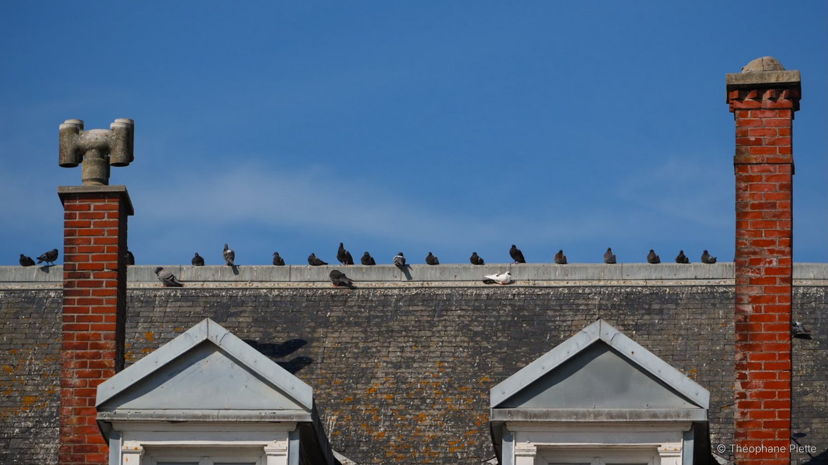 Pigeons sur un toit