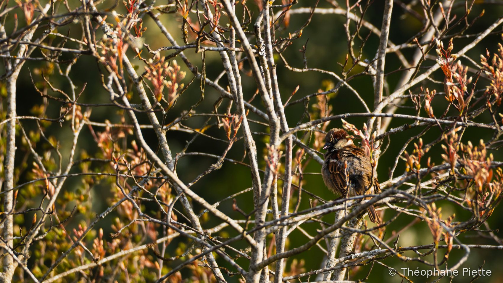 Moineau domestique
