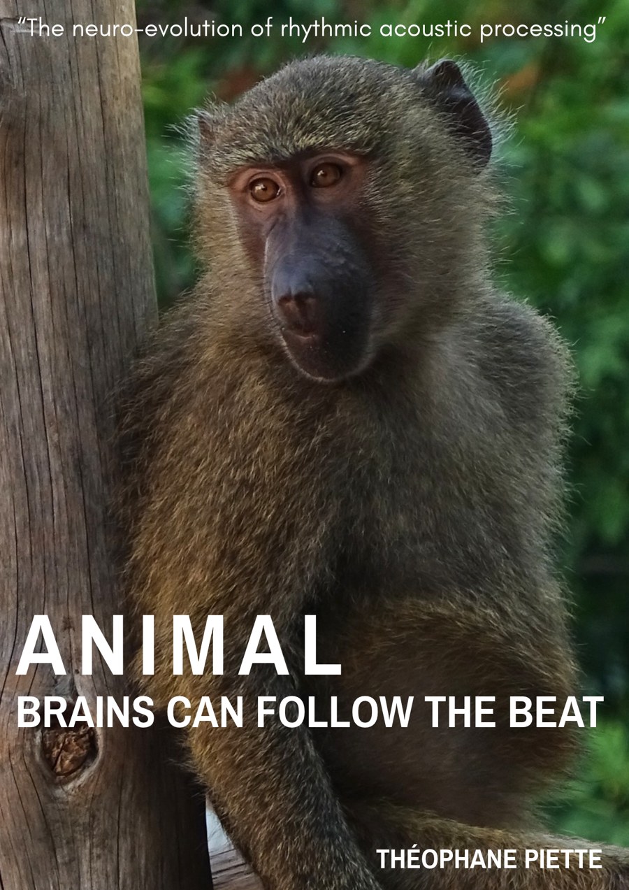 Couverture de la thèse Animal brains can follow the beat