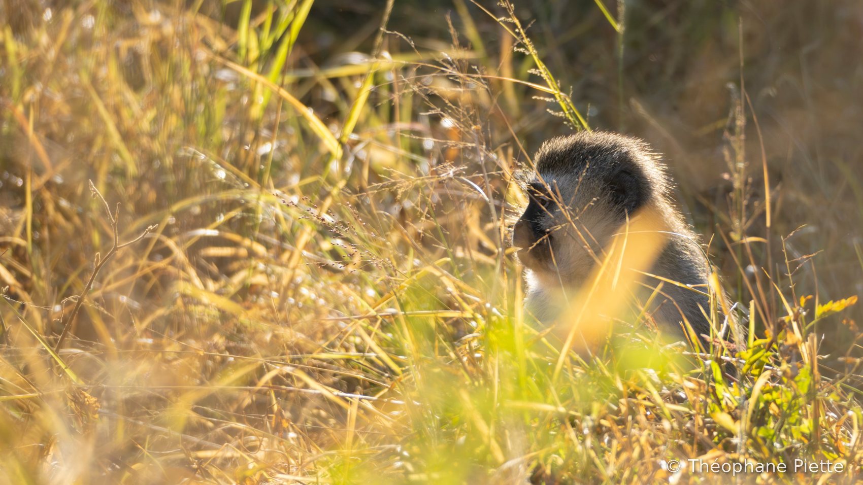 Singe vervet dans les herbes