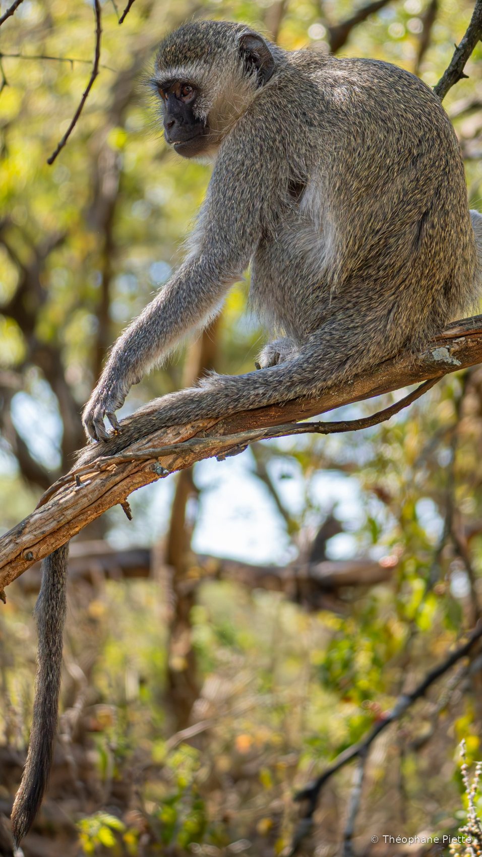 Singe vervet