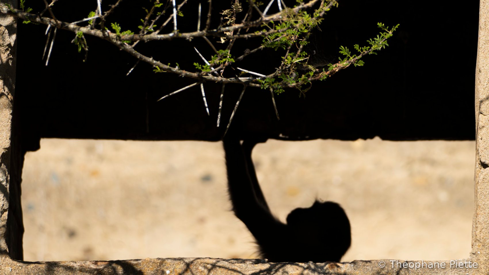Singe vervet, en silhouette