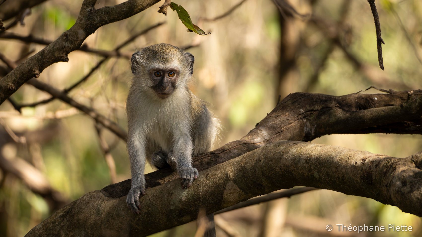 Jeune singe vervet